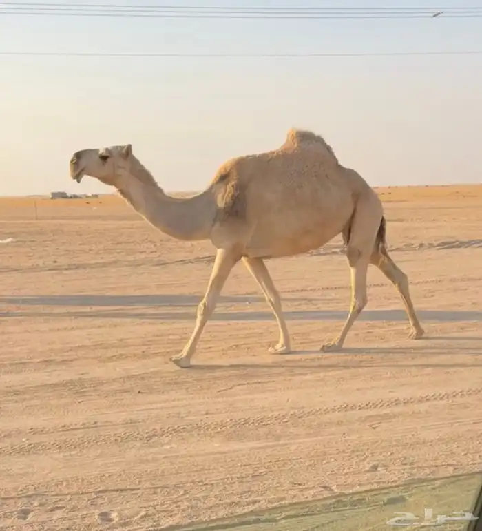 شقحا ضريبه منتج 0