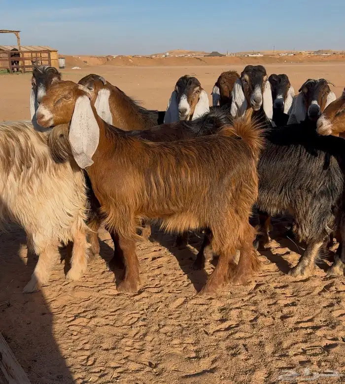 معزا عوارض صفر جذعات 0