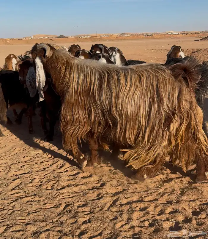 معزا عوارض صفر جذعات 5