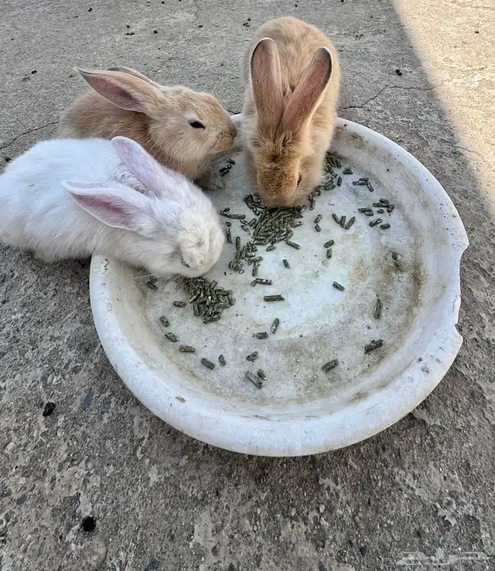 ثلاث ارانب 1