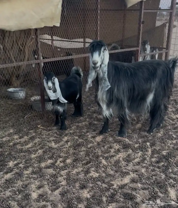 عنز عارضيه 2