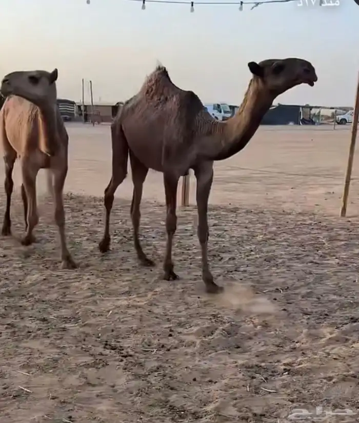 قعود اصفر دبياني 1