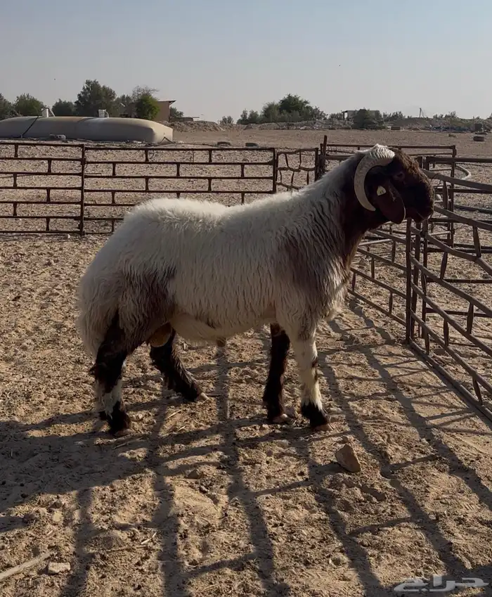 جذع صنف غنم نعيم فاخر 3