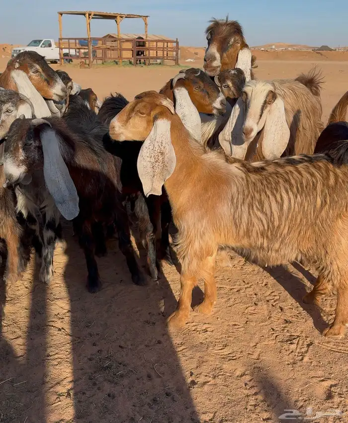 معزا عوارض صفر جذعات 12