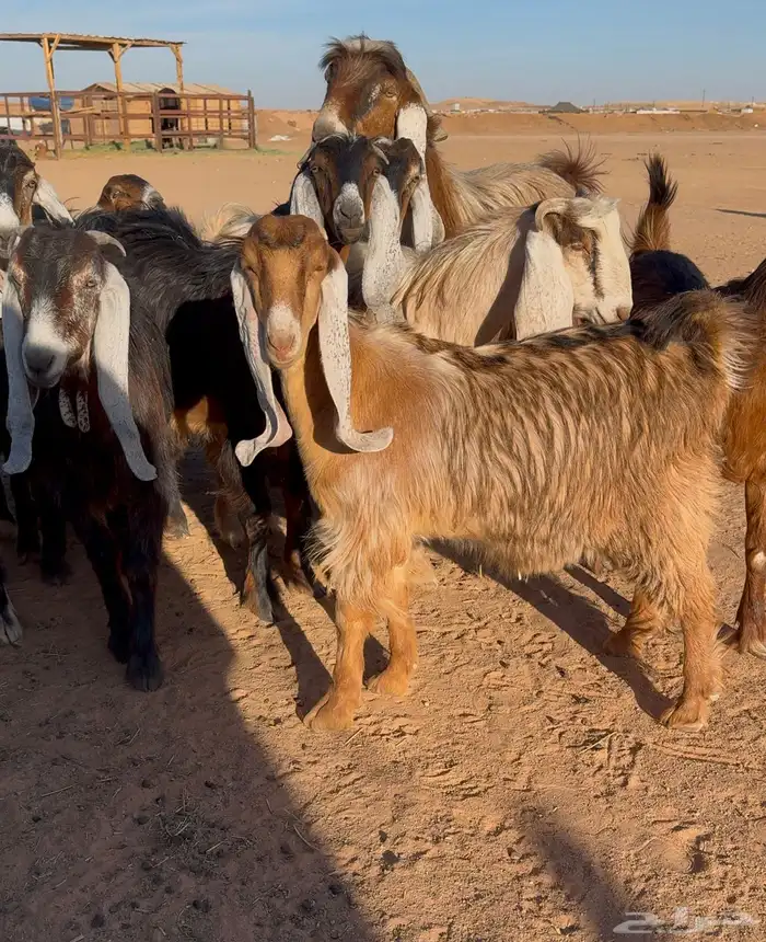 معزا عوارض صفر جذعات 1