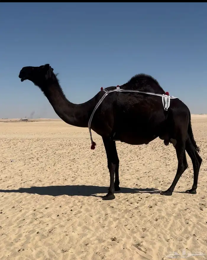 للبيع خلفه كفو منيحه رقم 1 1