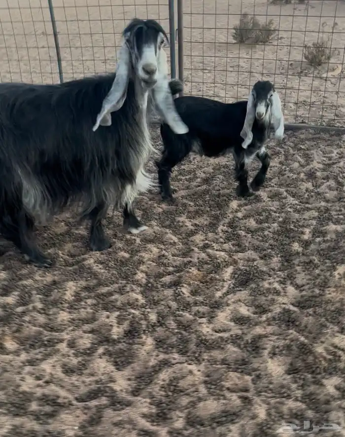 عنز عارضيه 1