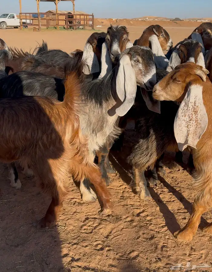 معزا عوارض صفر جذعات 4