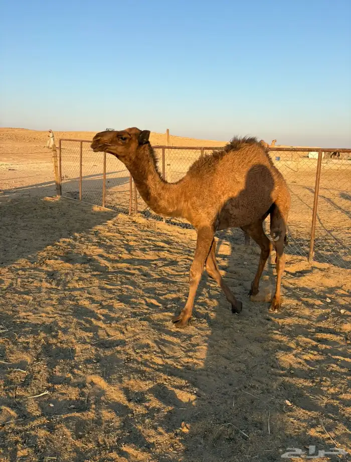 قعود مفرود 0