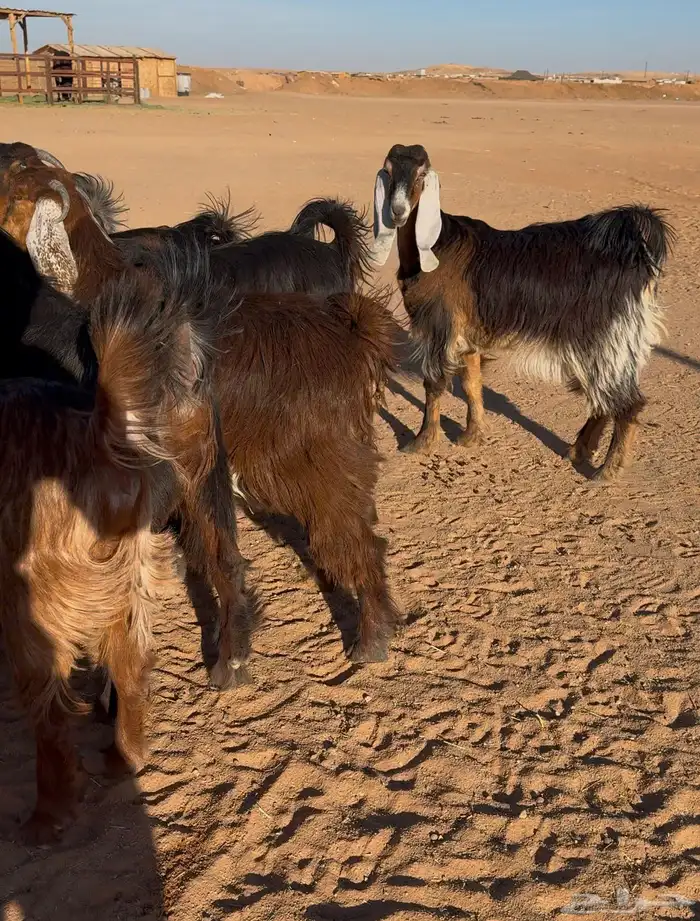 معزا عوارض صفر جذعات 7