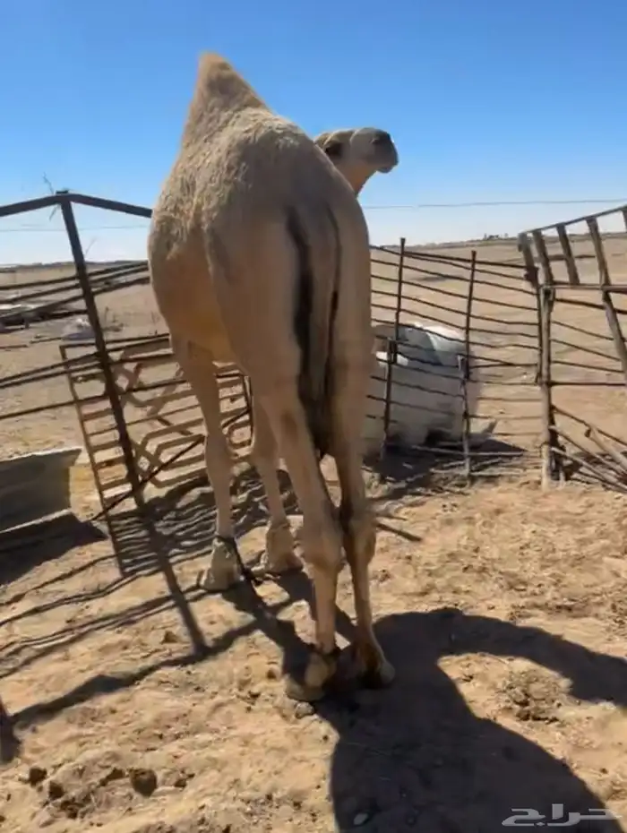 قعود بعد شهر يكمل سنتين 0