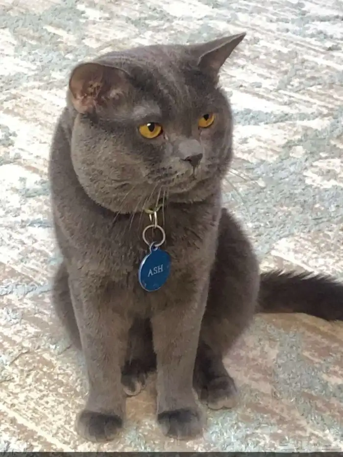 قطو شيرازي 1