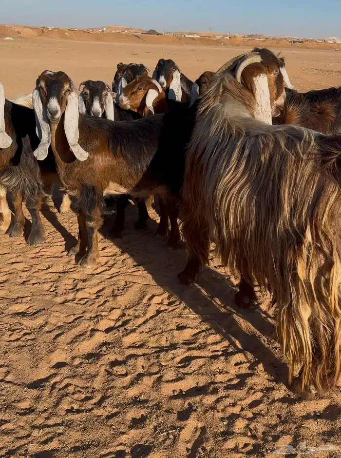 معزا عوارض صفر جذعات 6