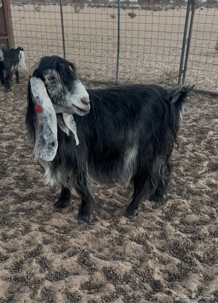 عنز عارضيه 0