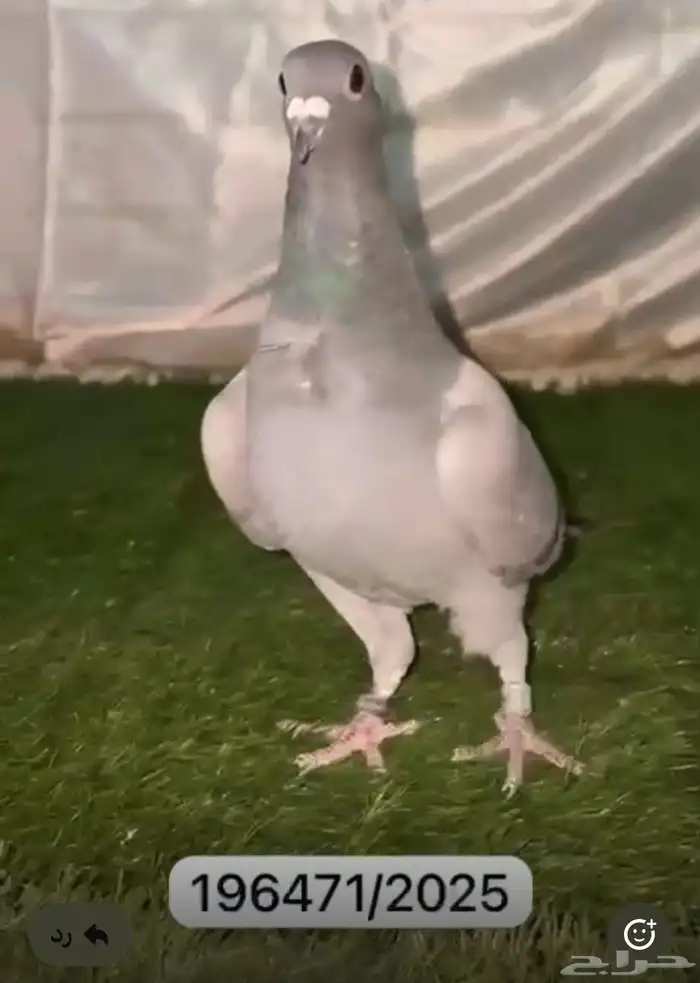 حمام زاجل سباق 0