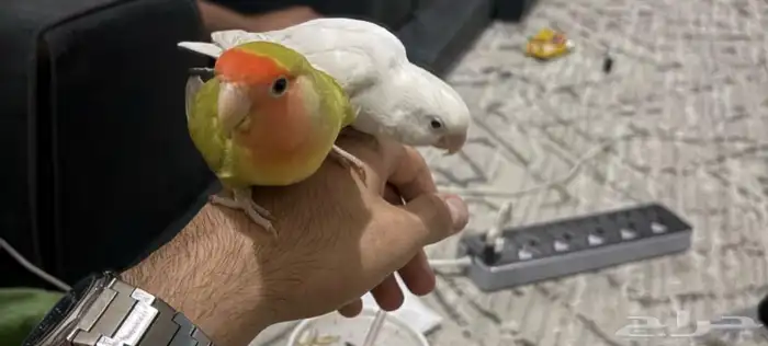 طيور روز للبيع 4