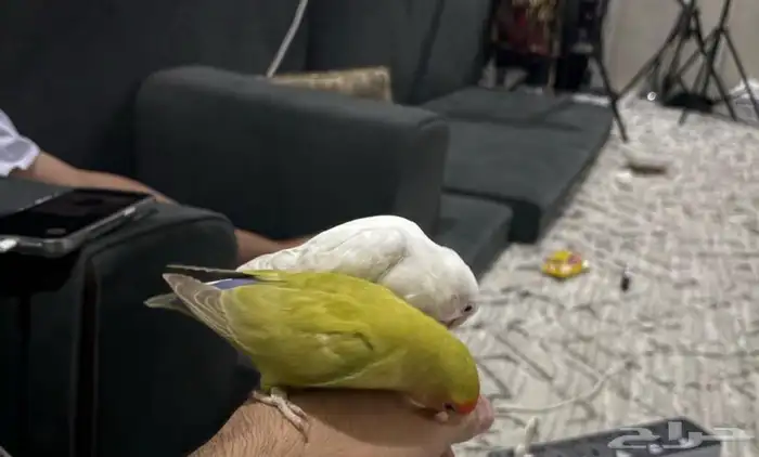 طيور روز للبيع 3