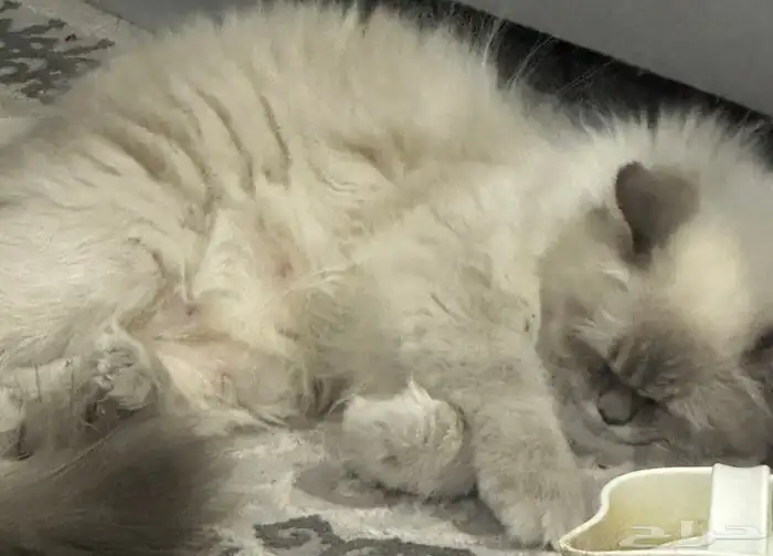 قطة للتبني 0