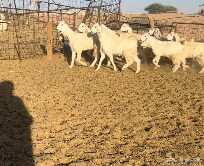 جفرات مصريات اصل اللون المرغوب ابيض 0