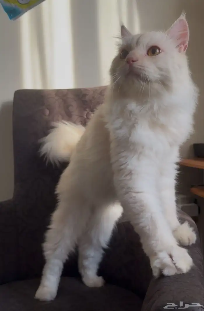 قطط للتبني 2