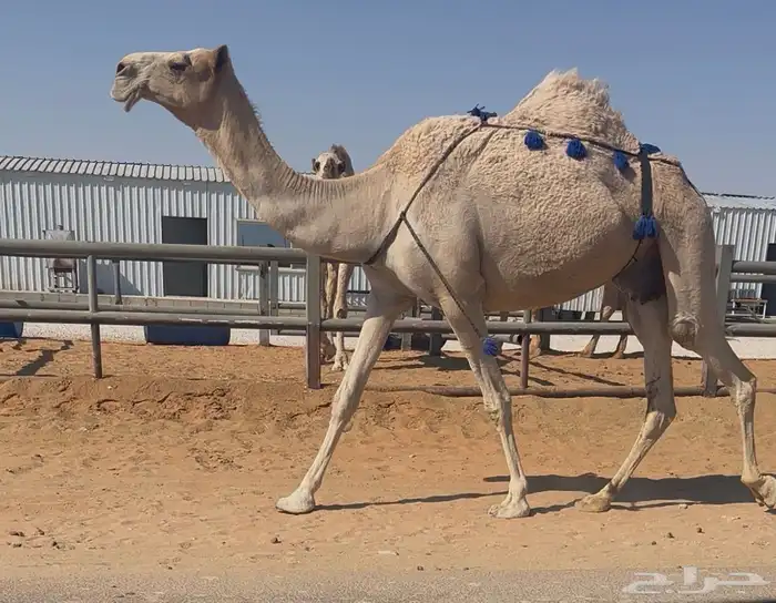 للبيع ناقة خفوت 3