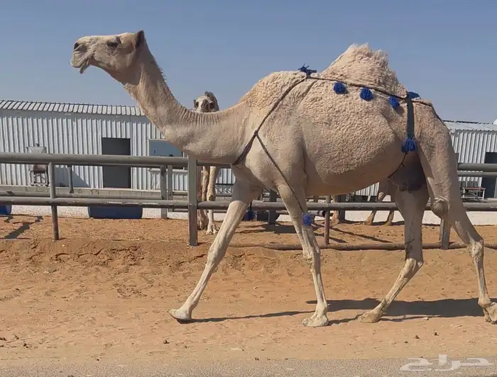 للبيع ناقة خفوت 0