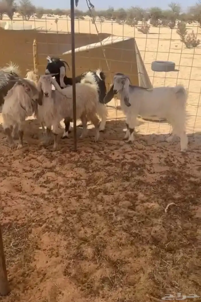 جفارات حيل وشحم 0