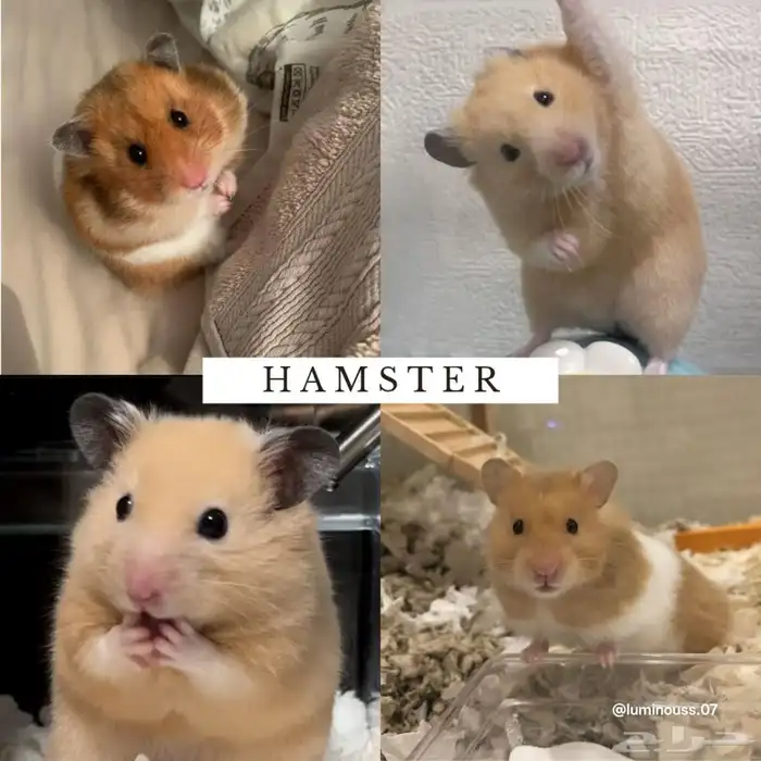 هامسترات روسية - هامسترات سورية بأعمار مختلفة 5