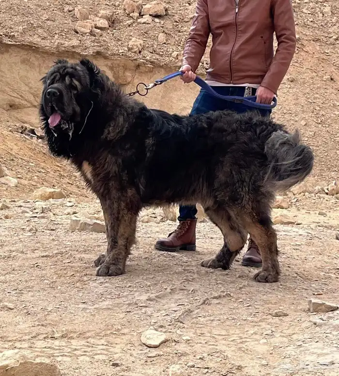 قوقازي   كوكي ن 2