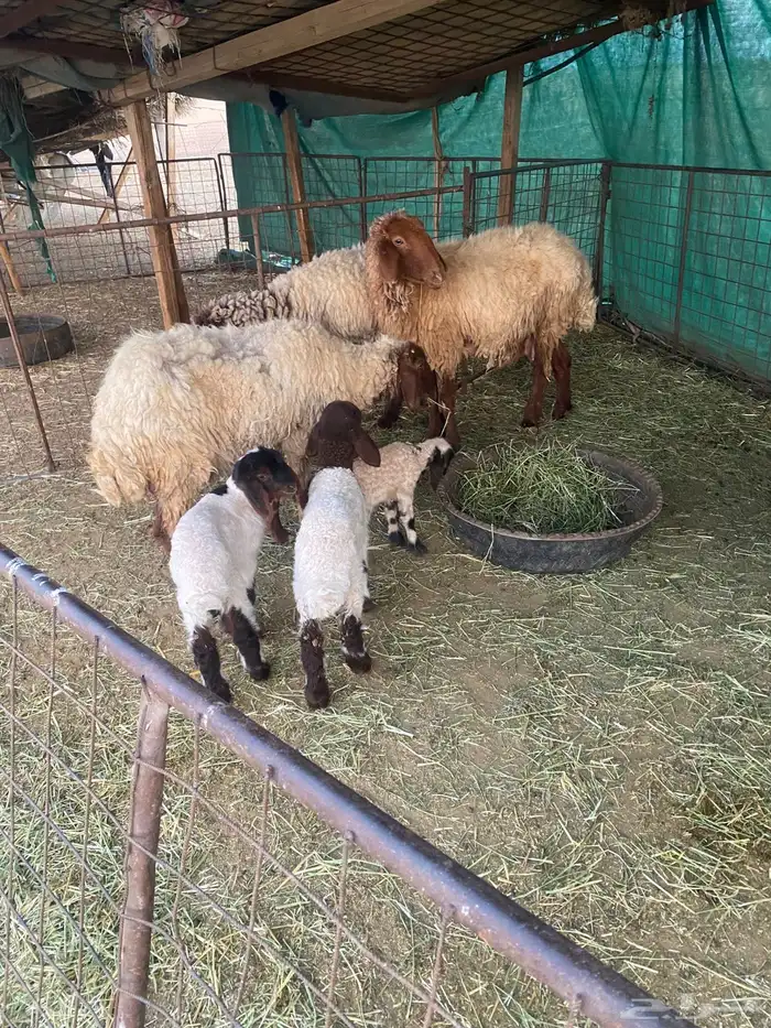 غنم مواليد 0