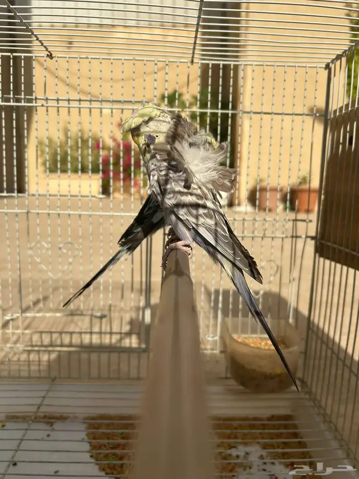 للبيع جوز هوقو مكس انقليزي فاخر 3