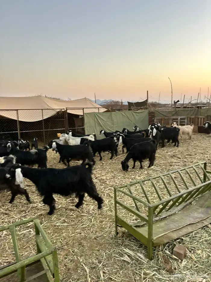 معزا لبيع موليد 11