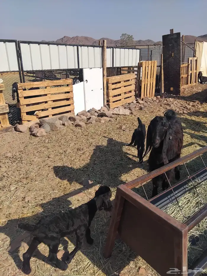 جفرة جذعه متومه 1