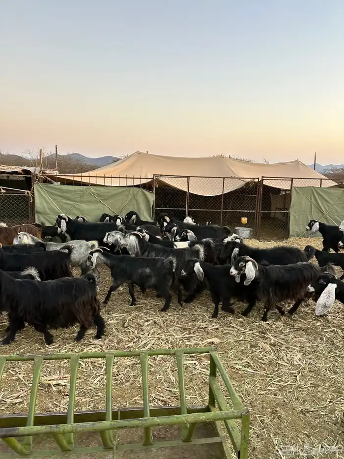 معزا لبيع موليد 3