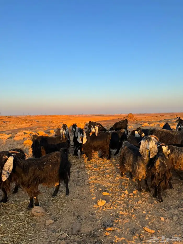 معزا للبيع 3