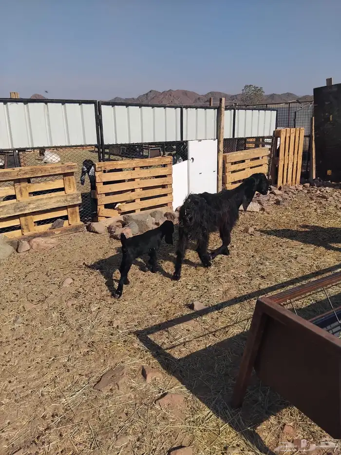 جفرة جذعه متومه 4