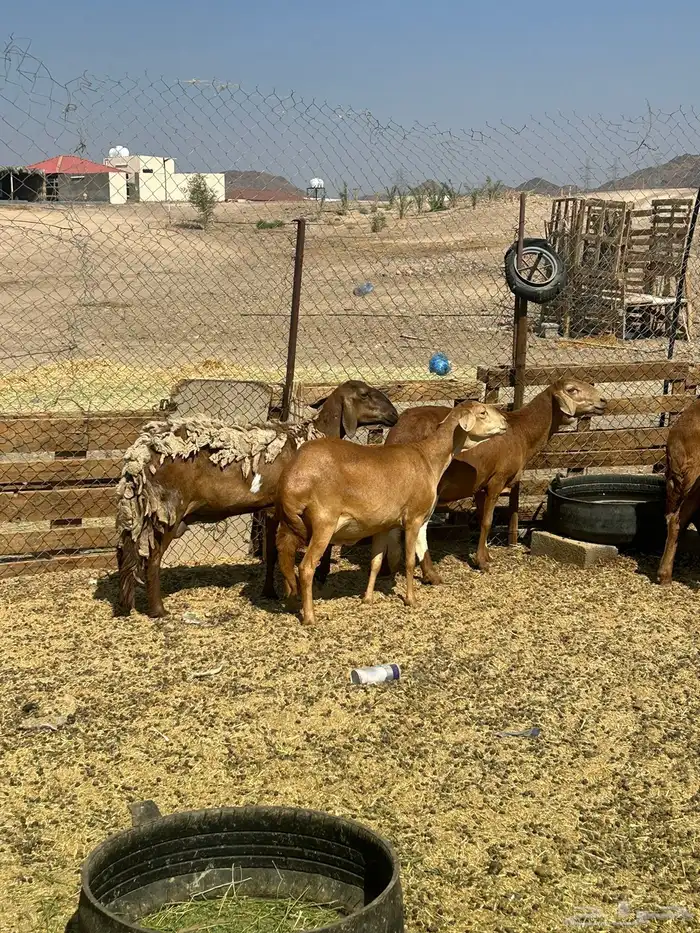 للبيع ضان سواكن مضاريع الحد 1350 3