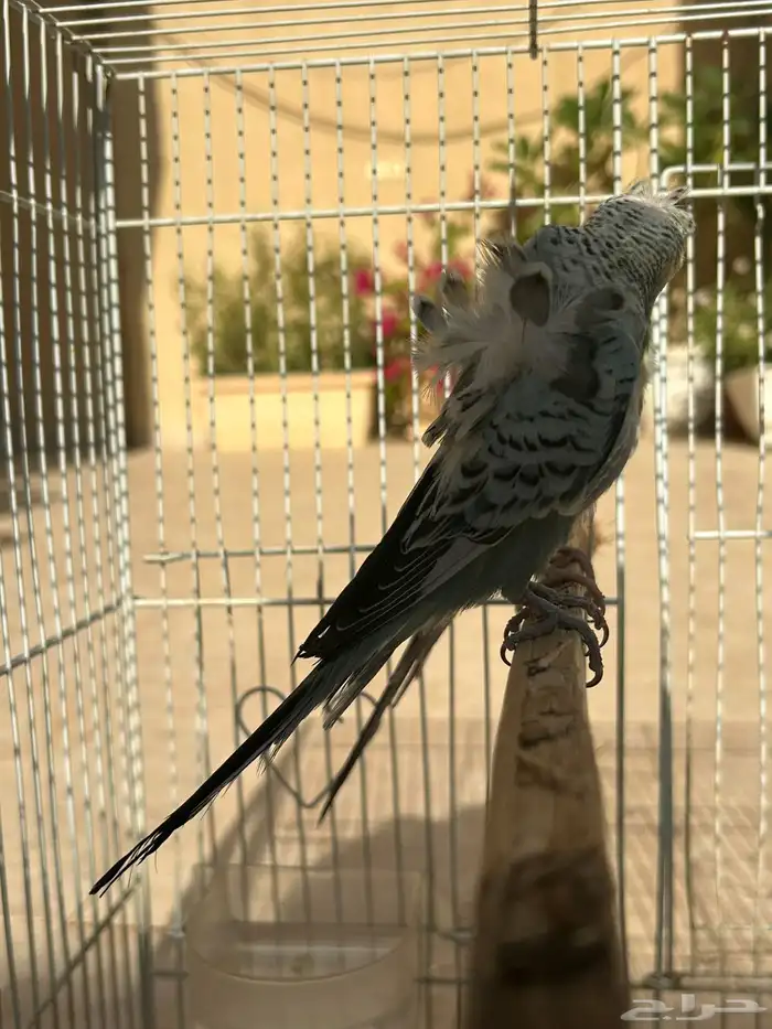 للبيع جوز هوقو مكس انقليزي فاخر 6