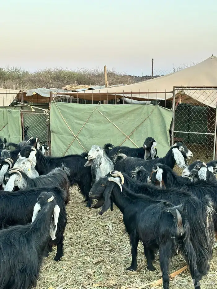 معزا لبيع موليد 26