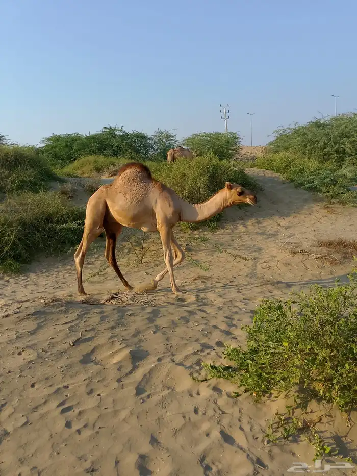 الليث - قريه الشاقه الجنوبيه 1