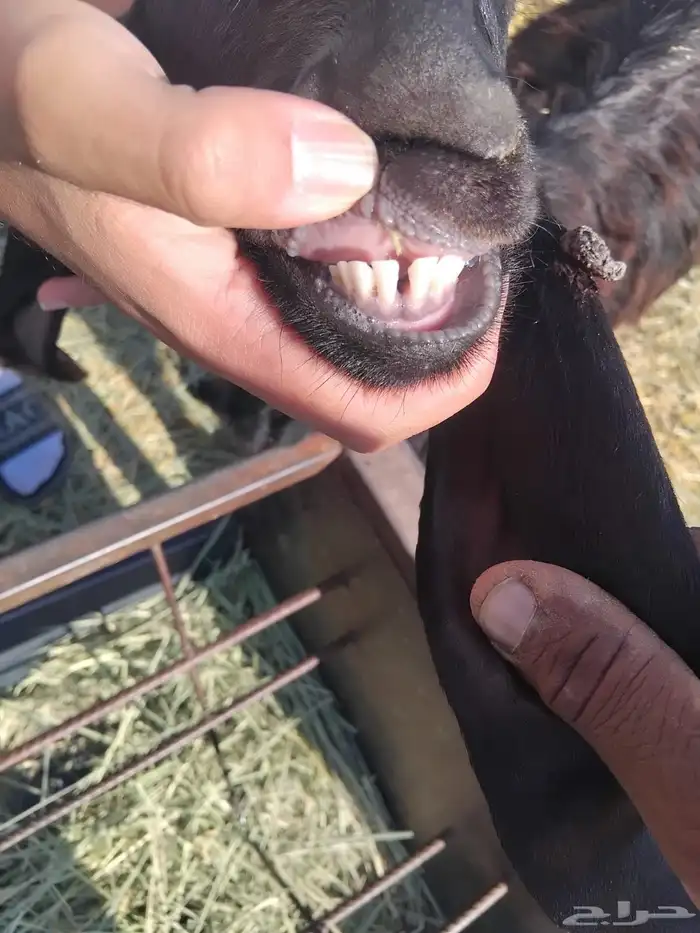 جفرة جذعه متومه 0