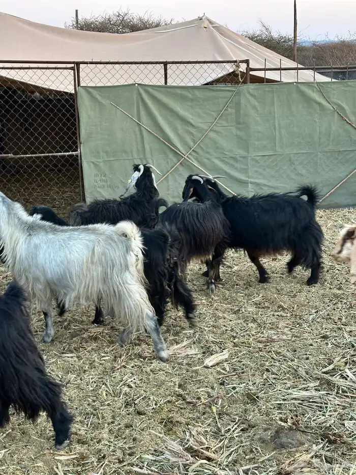 معزا لبيع موليد 7