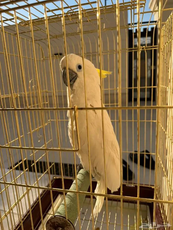 للبيع ببغاء كوكاتو ترايتون 0