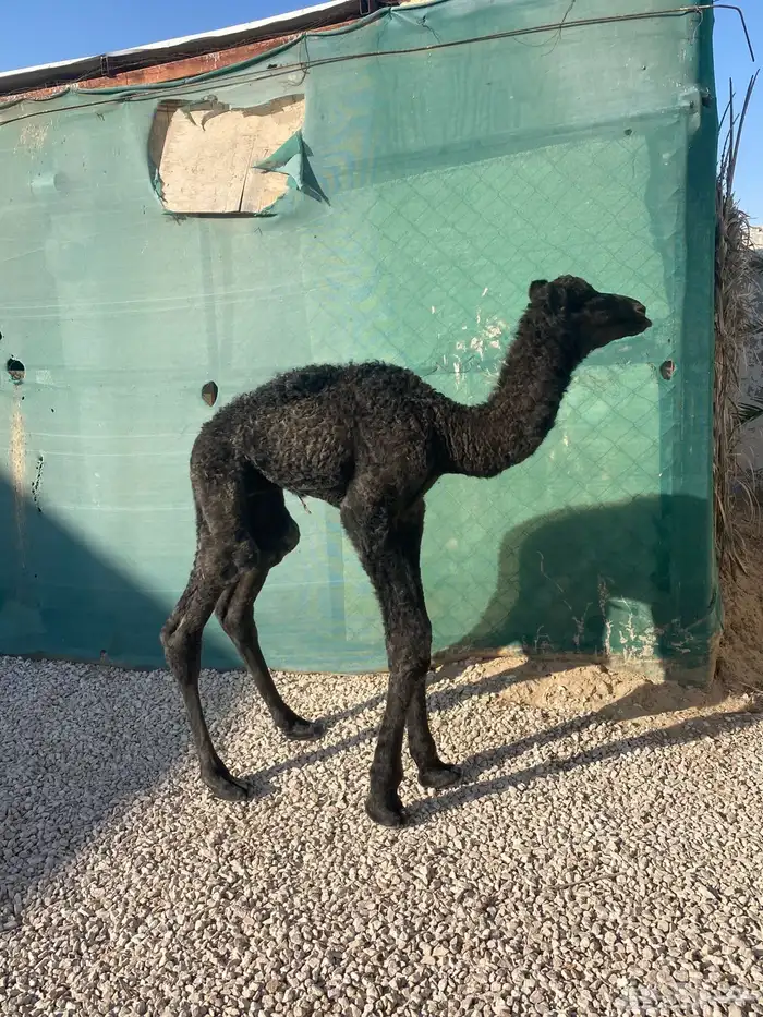 حوار ضيار مجهم 0