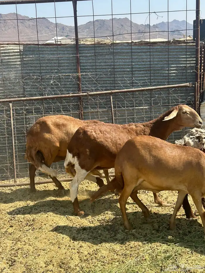 للبيع ضان سواكن مضاريع الحد 1350 2