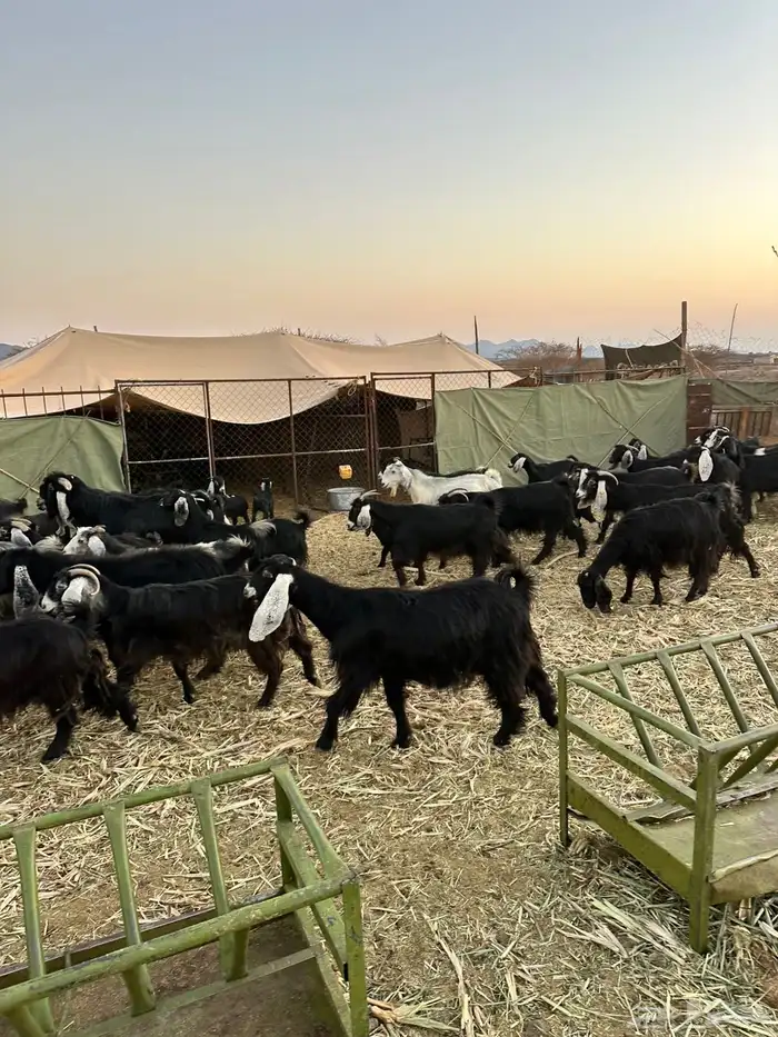 معزا لبيع موليد 30