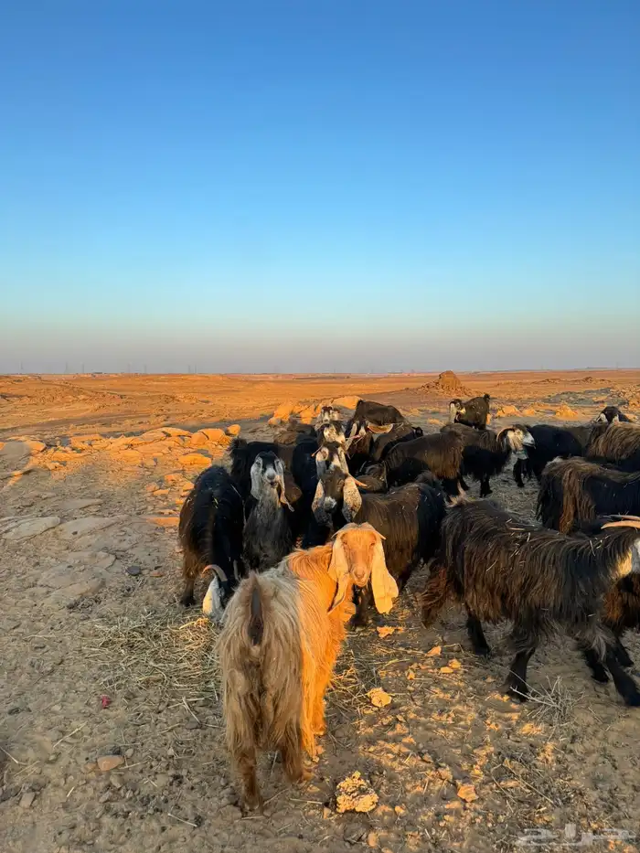 معزا للبيع 1