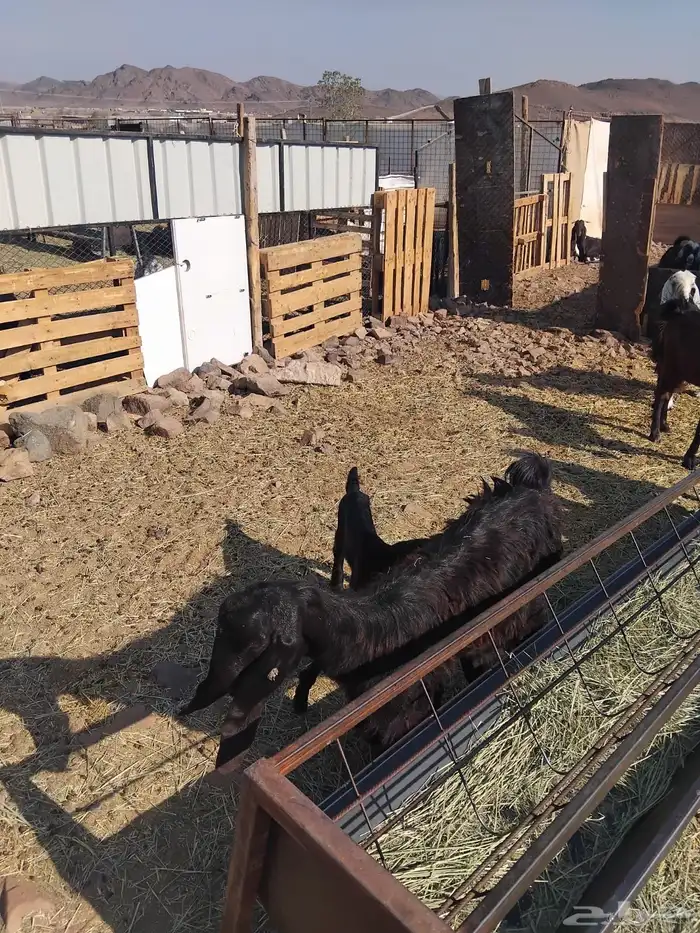 جفرة جذعه متومه 2