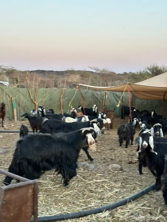 معزا لبيع موليد 23