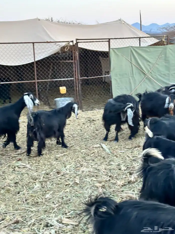 معزا لبيع موليد 12